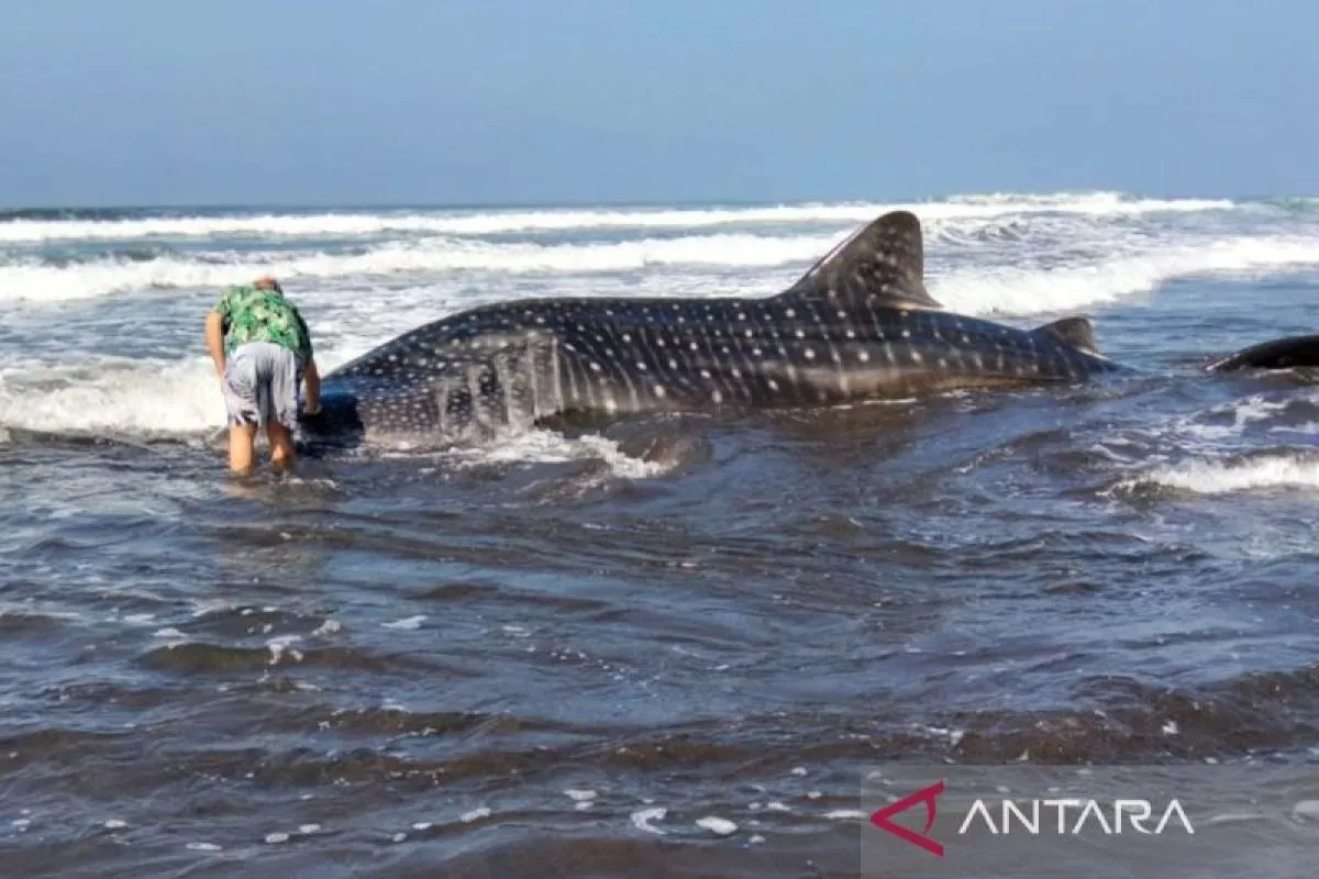 Polisi dan Warga Evakuasi Hiu Paus Terdampar di Pantai Jembrana Bali